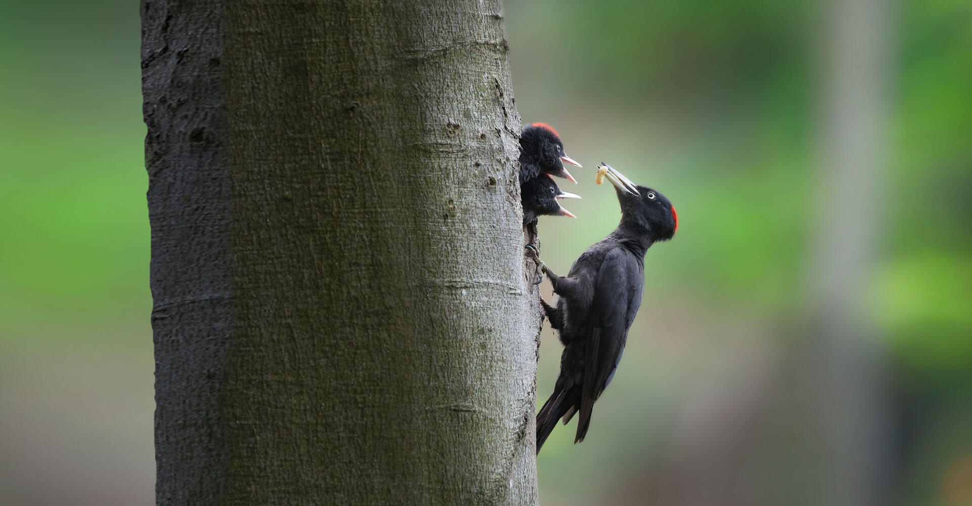 EXEC-Vogelfamilie EXEC-Vogelfamilie