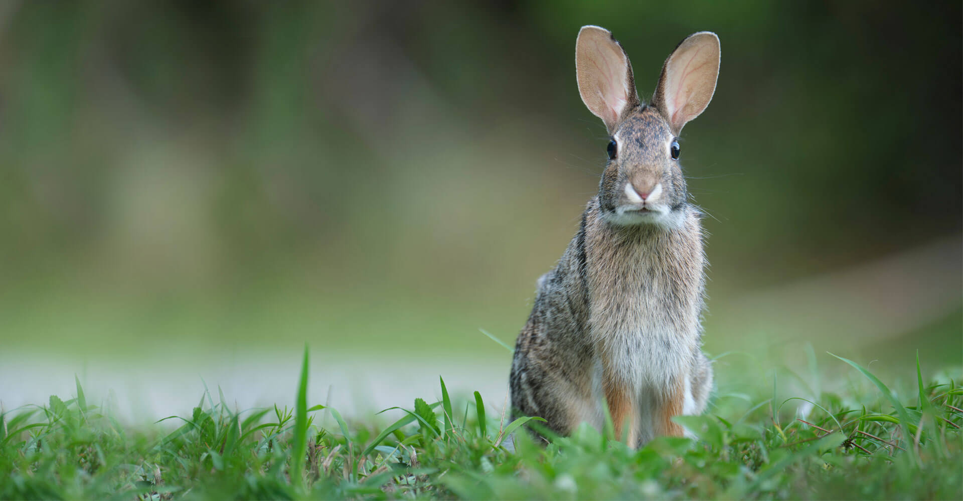 EXEC-Hase EXEC-Hase
