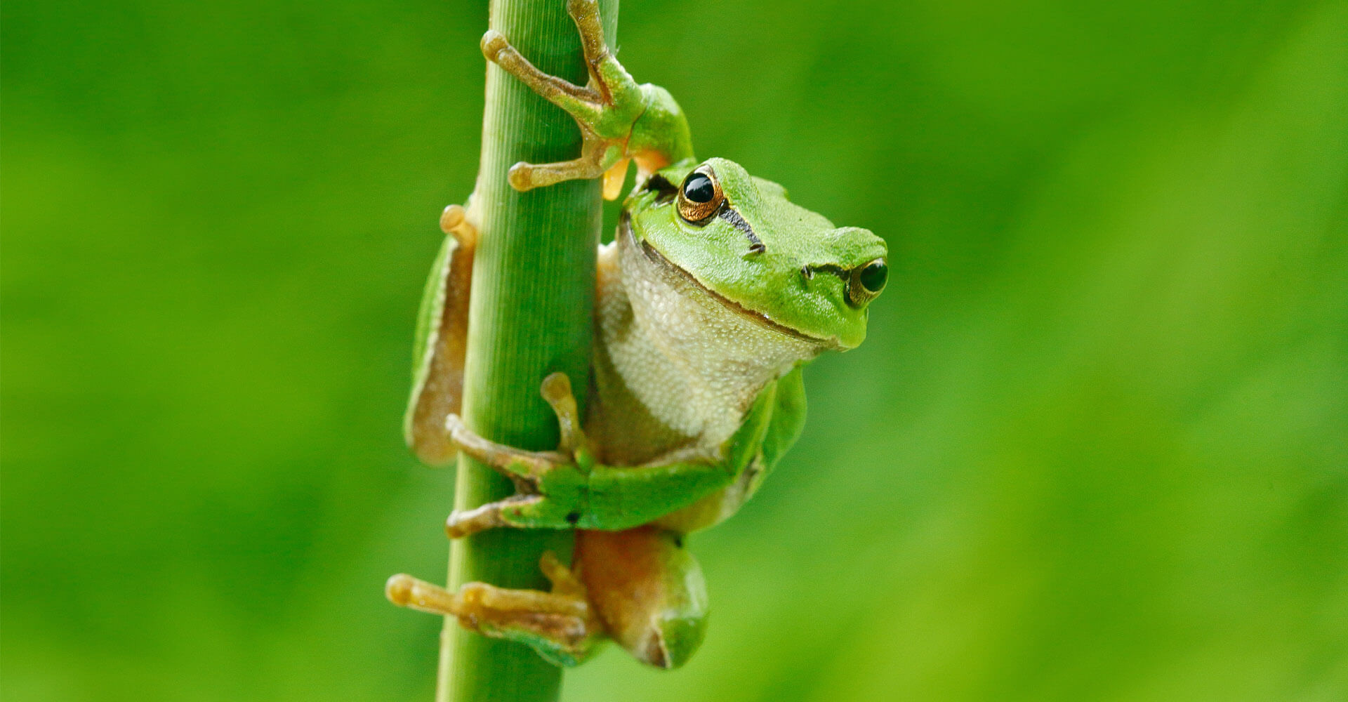 EXEC Recruiting - Laubfrosch